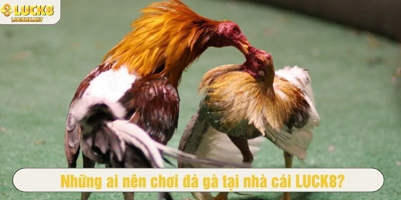 Bạn sẽ tìm thấy sự thú vị khi tham gia cược đá gà