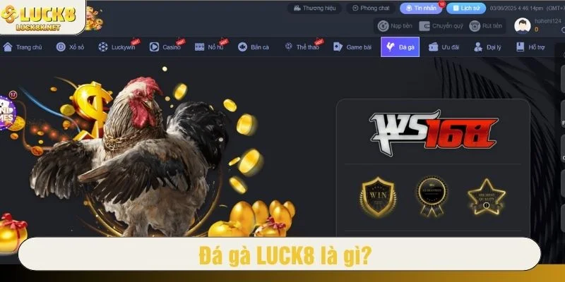 Đá gà LUCK8 đã nâng tầm trải nghiệm lên một đẳng cấp mới